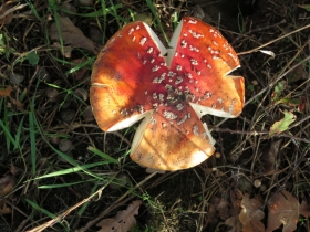 20191029herfstkamp-ht-netepaleis-hilde-f-b-5
