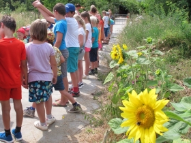 20180709HNPALEIS ZONNEBLOEM DAG 1 (47)
