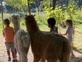ALpacaverrassing-di-20-aug-2025-6b