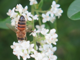 20190614HNP-Hilde-Frateur-Bij-op-ligustrumbloem-ntepaleis
