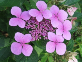 20190909hetnetepaleis-hildef-30