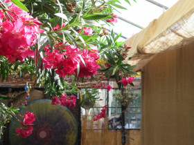 20220514-het-netepaleis-foto-hilde-frateur-51