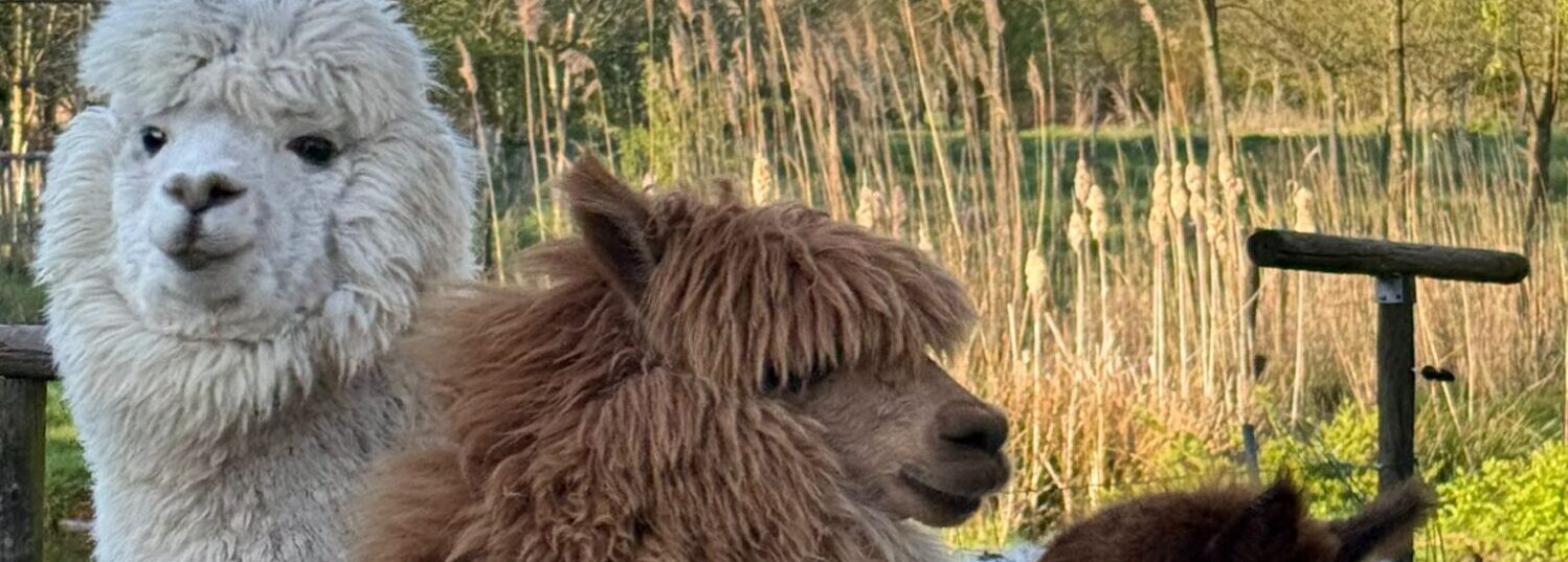 HET NETEPALEIS te Kessel